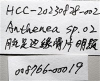 未知種花瘤海星 sp. 02藏品圖，第29張