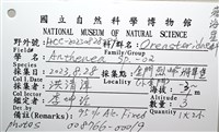 未知種花瘤海星 sp. 02藏品圖，第30張