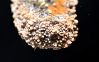 未知種瘤海星藏品圖，第5張