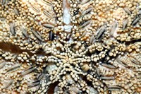 未知種瘤海星藏品圖，第8張