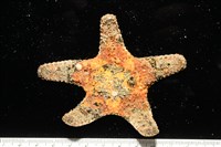 未知種瘤海星藏品圖，第13張
