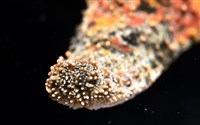 未知種瘤海星藏品圖，第15張