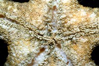 未知種瘤海星藏品圖，第17張