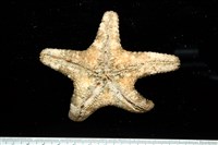 未知種瘤海星藏品圖，第20張