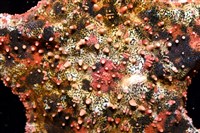 未知種瘤海星藏品圖，第22張