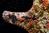 未知種瘤海星藏品圖，第23張