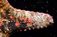 未知種瘤海星藏品圖，第24張