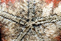 未知種瘤海星藏品圖，第26張