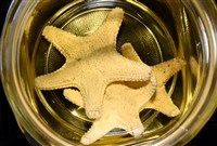 未知種瘤海星藏品圖，第27張