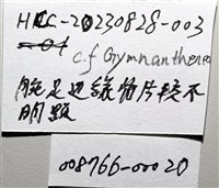 未知種瘤海星藏品圖，第29張