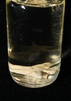 林氏海燕藏品圖，第18張
