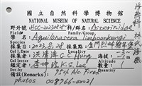林氏海燕藏品圖，第20張