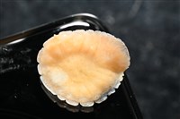思氏不對稱鰓虱藏品圖，第3張