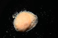 思氏不對稱鰓虱藏品圖，第5張