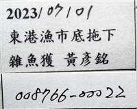 思氏不對稱鰓虱藏品圖，第13張