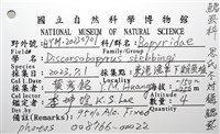 思氏不對稱鰓虱藏品圖，第14張