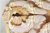 詹姆士巨深水虱藏品圖，第10張