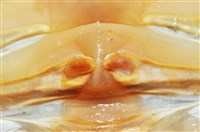 詹姆士巨深水虱藏品圖，第14張