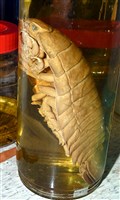 詹姆士巨深水虱藏品圖，第17張