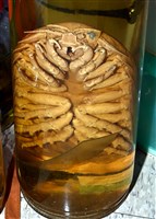 詹姆士巨深水虱藏品圖，第18張