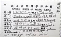 夜光蠑螺藏品圖，第20張