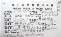 夜光蠑螺藏品圖，第18張