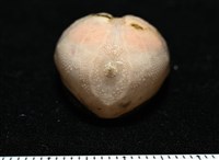 呂宋沐海壺藏品圖，第2張