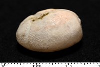 呂宋沐海壺藏品圖，第3張