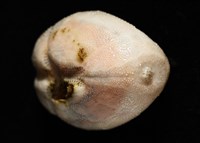 呂宋沐海壺藏品圖，第4張