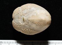 呂宋沐海壺藏品圖，第6張