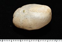 呂宋沐海壺藏品圖，第7張