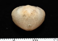 呂宋沐海壺藏品圖，第8張