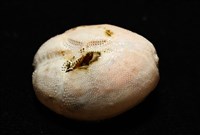 呂宋沐海壺藏品圖，第9張