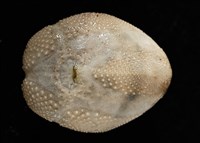 呂宋沐海壺藏品圖，第10張