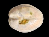 呂宋沐海壺藏品圖，第11張