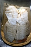 不倒翁蟲藏品圖，第14張