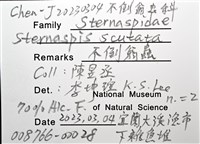 不倒翁蟲藏品圖，第16張