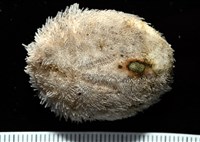 脊背壺海膽藏品圖，第1張