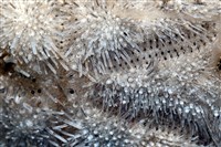 脊背壺海膽藏品圖，第2張