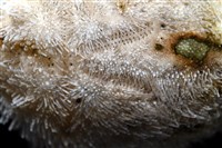 脊背壺海膽藏品圖，第3張