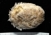 脊背壺海膽藏品圖，第4張