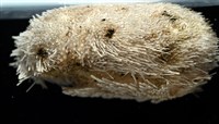 脊背壺海膽藏品圖，第7張