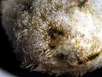 脊背壺海膽藏品圖，第9張