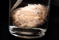 脊背壺海膽藏品圖，第10張