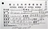 脊背壺海膽藏品圖，第12張