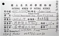 尖棘篩海盤車藏品圖，第30張