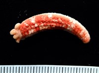 少篩蛇海星藏品圖，第2張