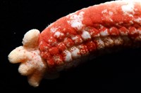 少篩蛇海星藏品圖，第3張