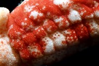少篩蛇海星藏品圖，第4張