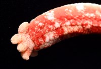 少篩蛇海星藏品圖，第5張